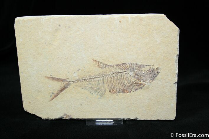 Inch Diplomystus Fossil Fish #813